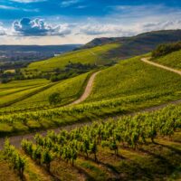 Vignoble Beaujolais Pierres Dorées